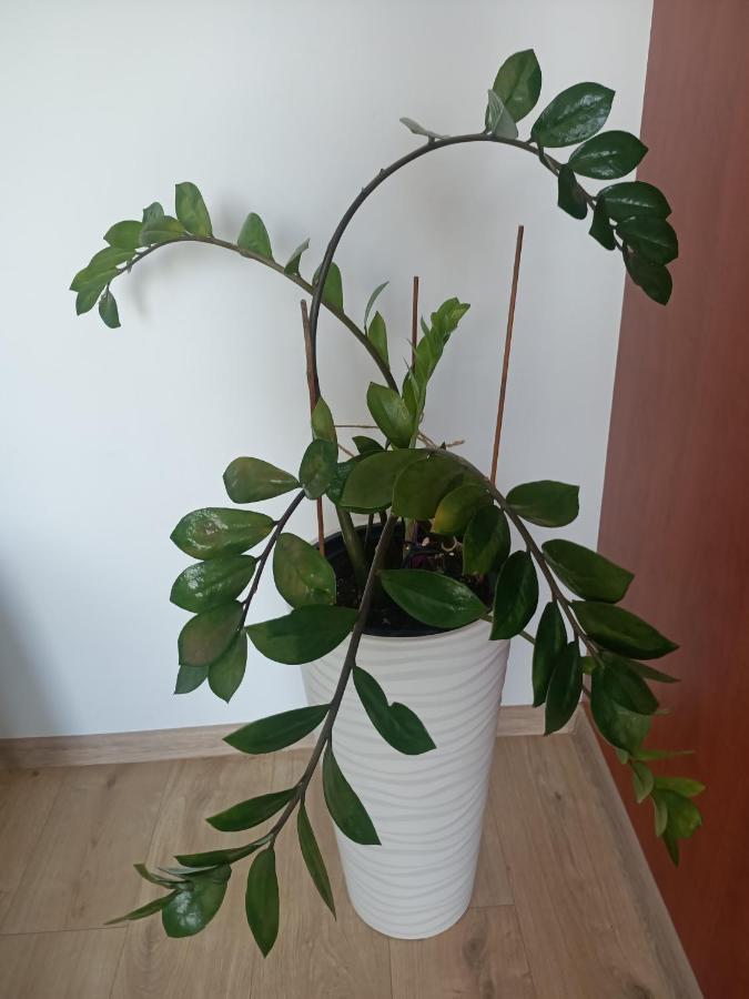 Pomaranczowa Apartment Шчечин Екстериор снимка